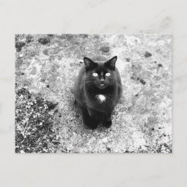 Katt Vykort