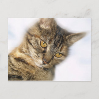 Katt Vykort