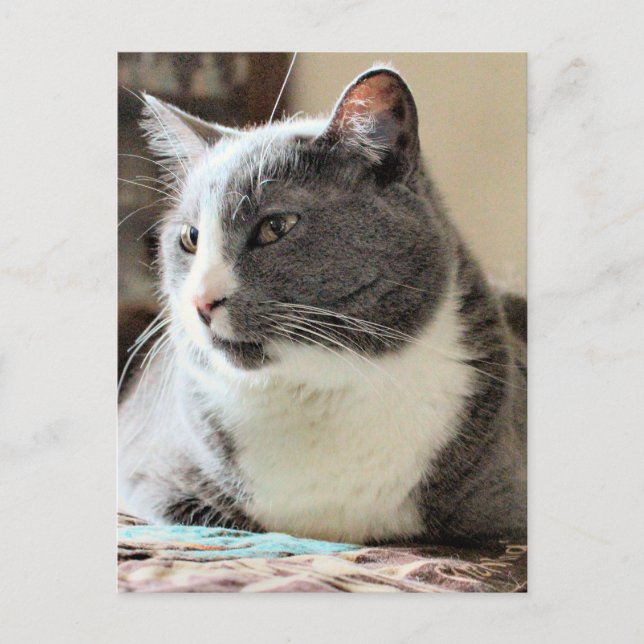 Katt Vykort (Framsida)