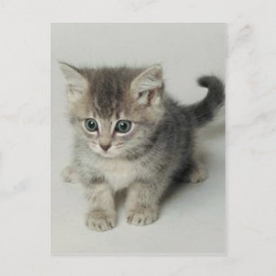 KATT VYKORT