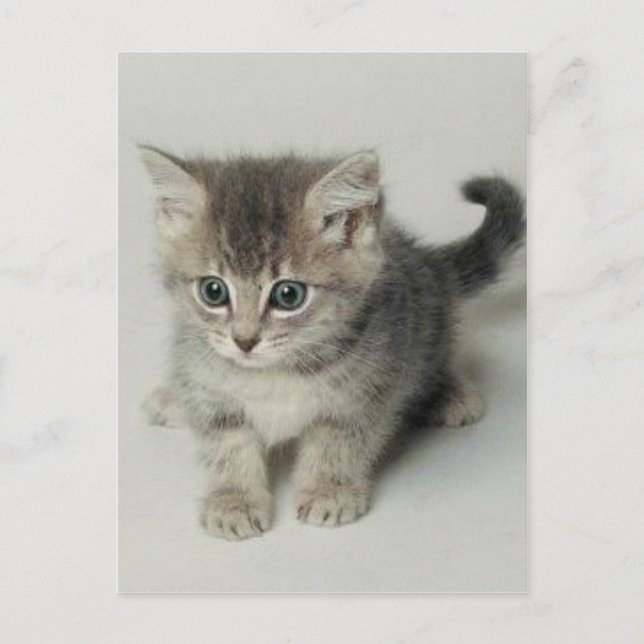 KATT VYKORT (Framsida)