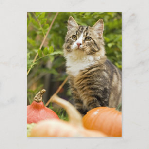 Katt Vykort