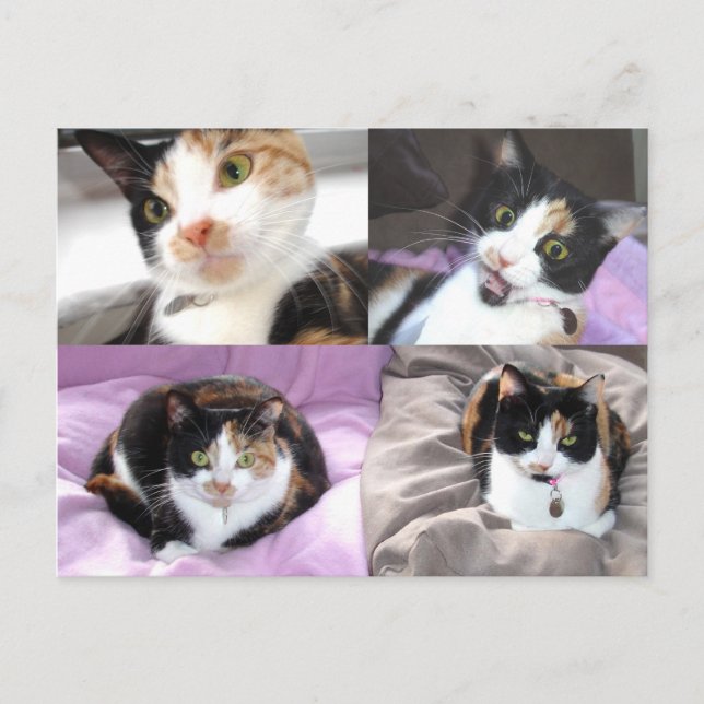 Katt Vykort (Framsida)