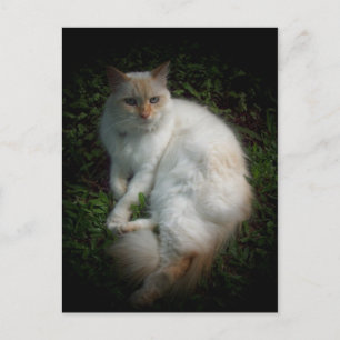 Katt Vykort