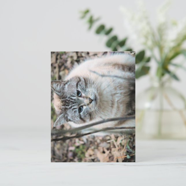 Katt Vykort (Stående Fram)