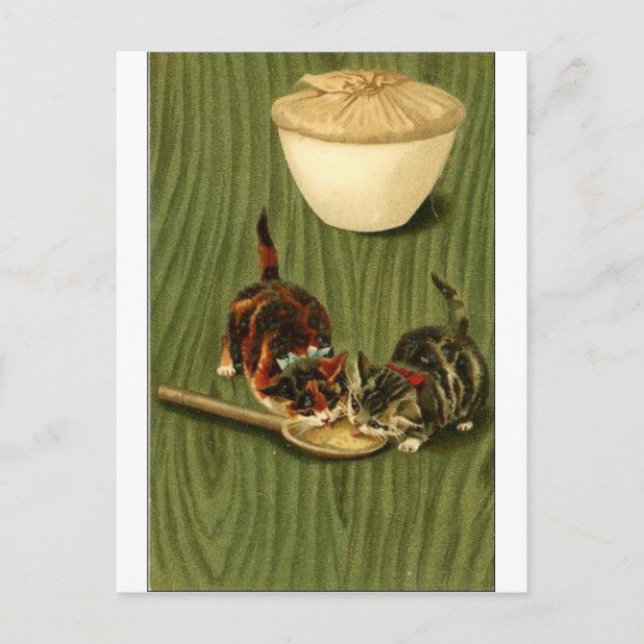 Katt Vykort (Framsida)