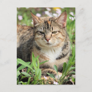 Katt Vykort