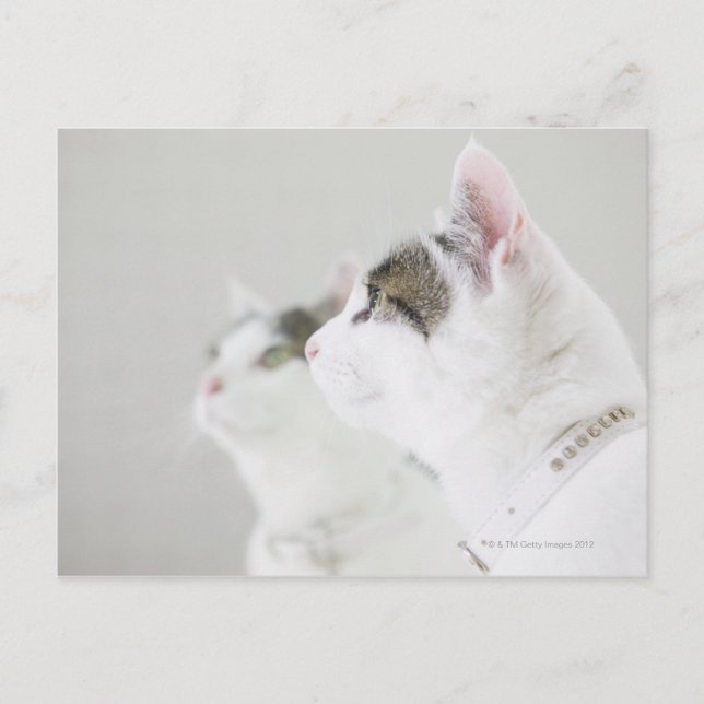 Katt Vykort (Framsida)