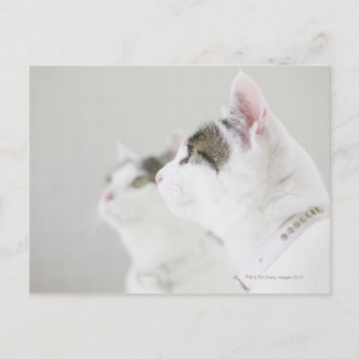 Katt Vykort