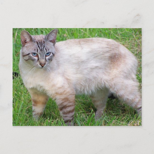 katt vykort (Framsida)