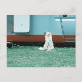 Katt Vykort