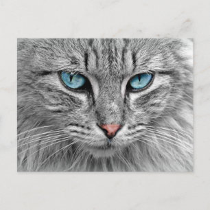 Katt Vykort