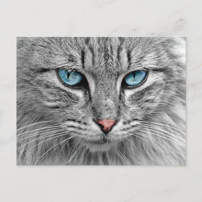 Katt Vykort (Framsida)