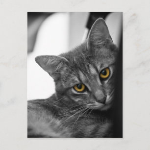 Katt Vykort