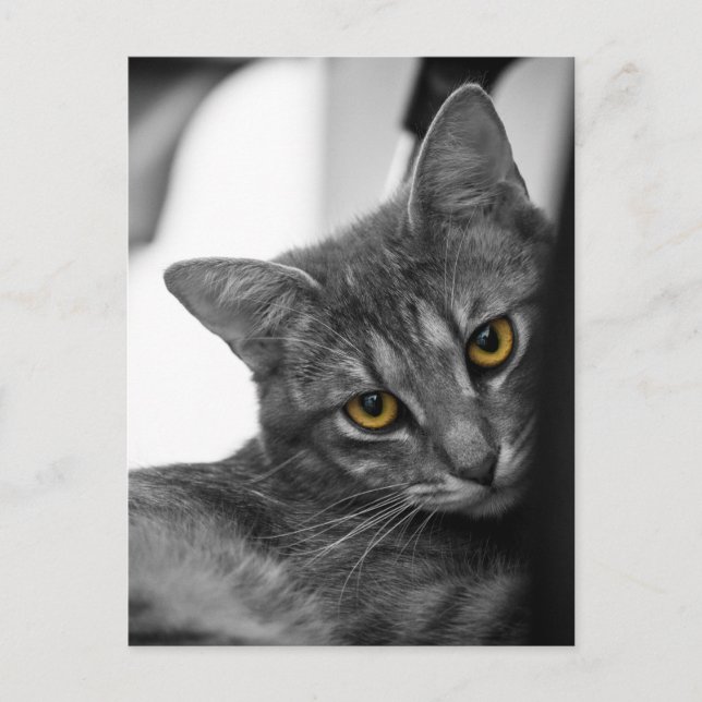 Katt Vykort (Framsida)