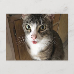 Katt Vykort