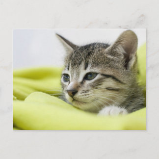 Katt Vykort