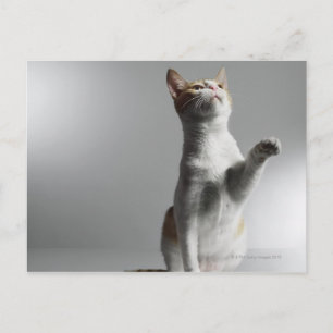 katt vykort