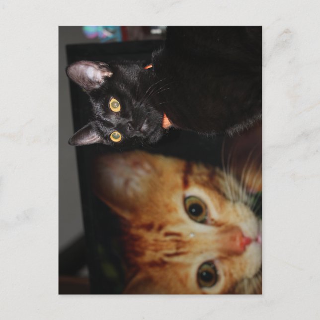 Katt  vykort (Framsida)