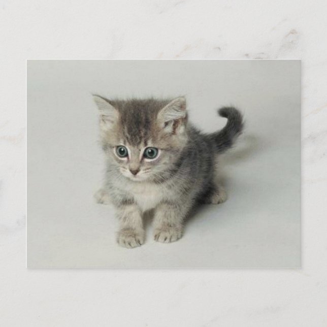 KATT VYKORT (Framsida)