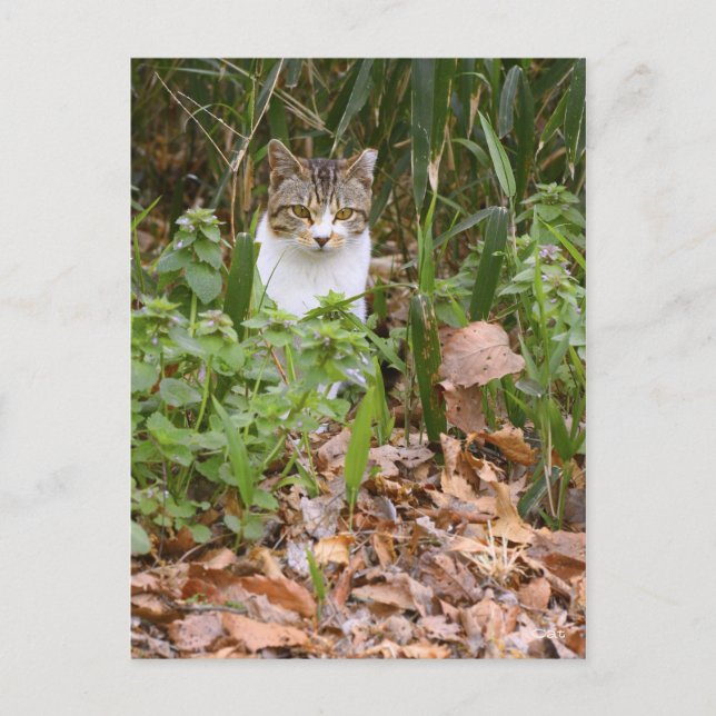 Katt [vykort] vykort (Framsida)