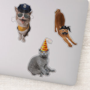Katt Wear Sunglass Klistermärken