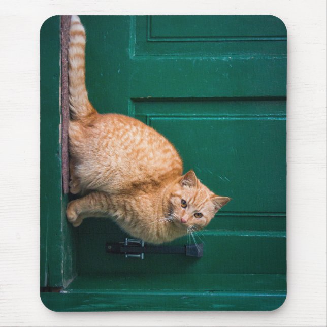 katt, ytterdörr, husdjur musmatta (Framsidan)