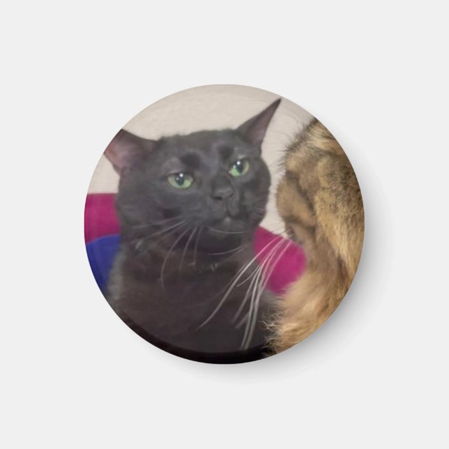 Katt zonar ut meme magnet (Framsidan)