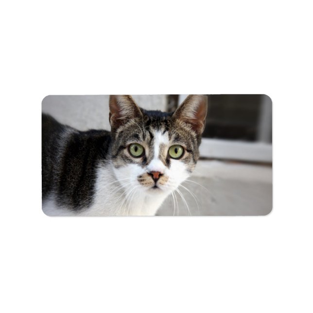 Kattadressetikett Adressetikett (Framsidan)