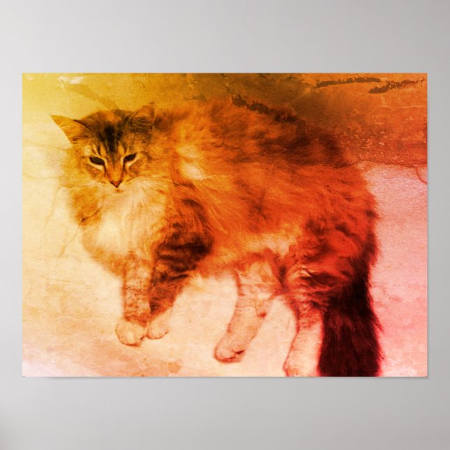 Kattaffisch Poster (Framsidan)