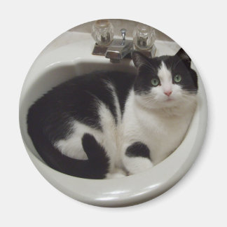 Kattälskare, glädje magnet