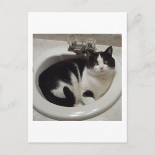 Kattälskare, glädje vykort