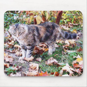 Kattälskare Höst Katt Foto Musmatta