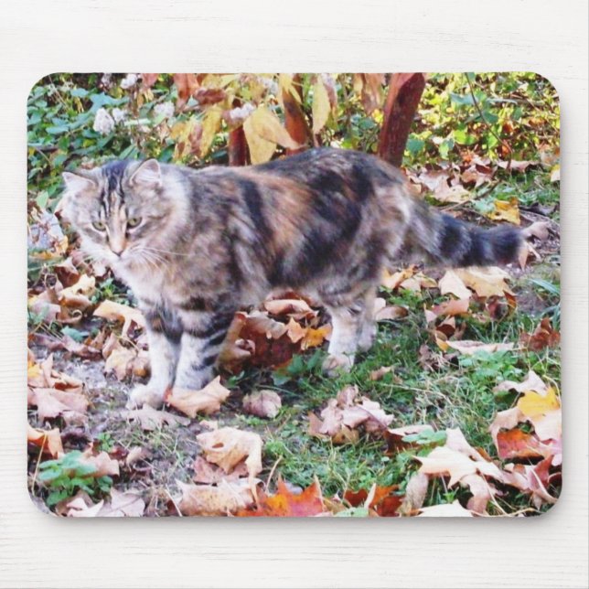 Kattälskare Höst Katt Foto Musmatta (Framsidan)