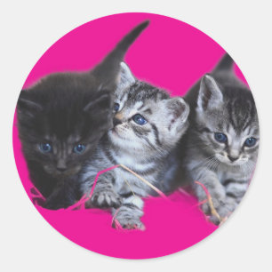 Kattälskare Runt Klistermärke
