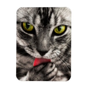 Kattaning Magnet
