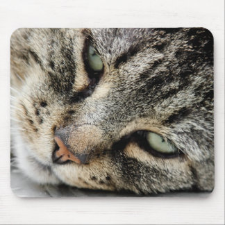 Kattansikte Musmatta
