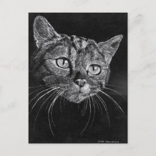 Kattansikte Postkort Vykort