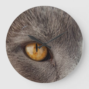 Kattansikteväggen tar tid på stor klocka
