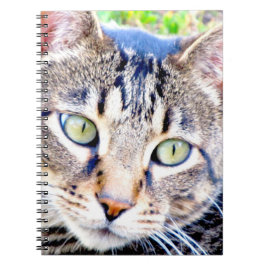 Kattanteckningsbok Anteckningsbok Med Spiral