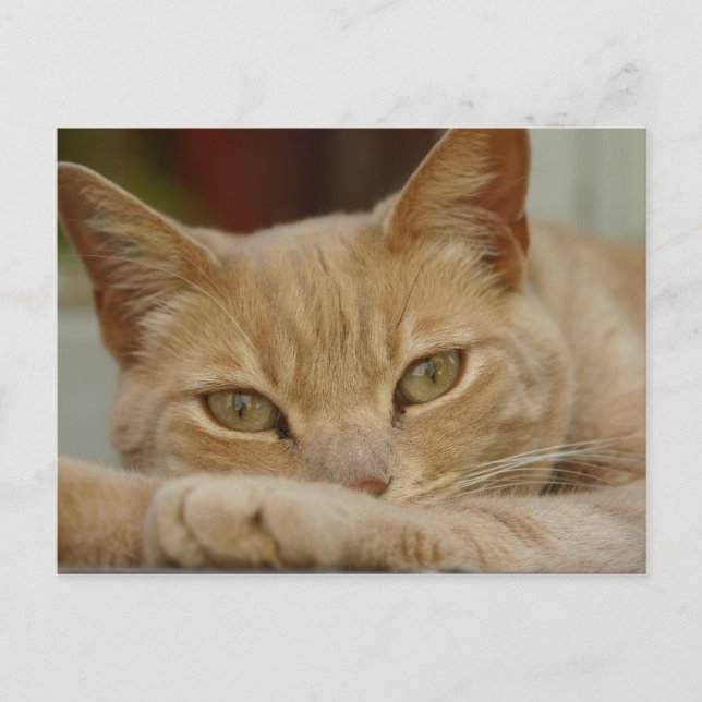 Kattavslappning. Vykort (Framsida)