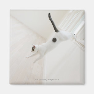 Kattbanhoppning Magnet