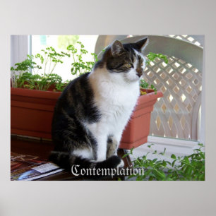 kattbegrundandeaffisch poster