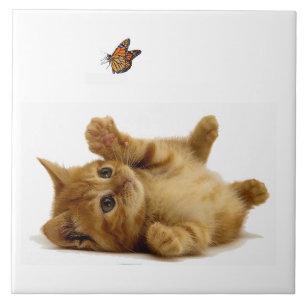 Kattbild för stor (6" x 6") keramiskt foto kakelplatta