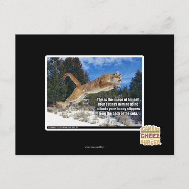 Kattbild Vykort (Framsida)