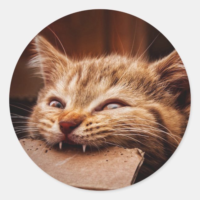 Kattbitande kartong runt klistermärke (Framsida)