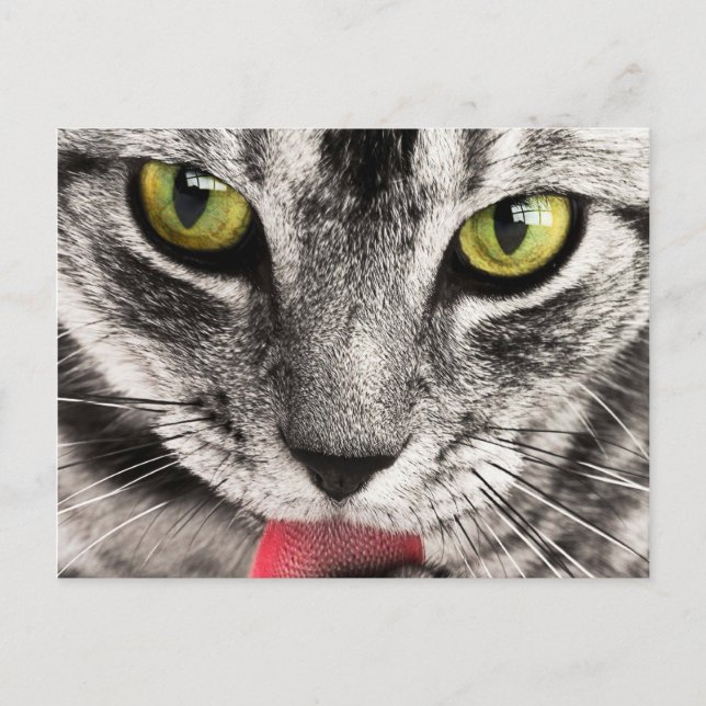 Kattblick Vykort (Framsida)