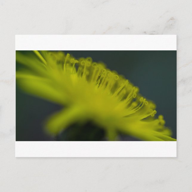 Kattblomma Vykort (Framsida)