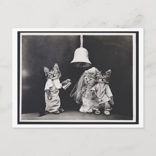 Kattbröllop Vintage Sällsynthet Postkort Vykort (Framsida)