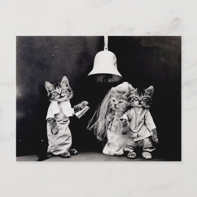 Kattbröllop Vykort (Framsida)